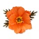 Flower, Poppy